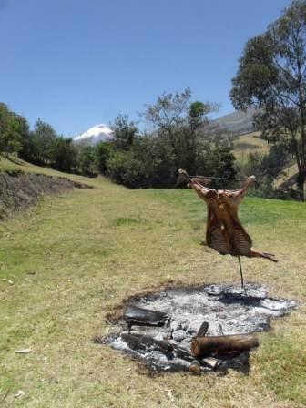 There’s a sheep named after me (Peta) in the Andes mountains