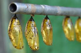 Of ephemeral and permanent beauty ~ with butterflies and silkworms in Cambodia