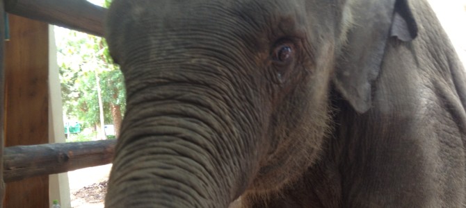 Baby elephant NAMAL needs a new leg!