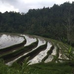 Of butterflies, hot springs and an ancient temple ~ Central Bali