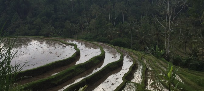 Of butterflies, hot springs and an ancient temple ~ Central Bali