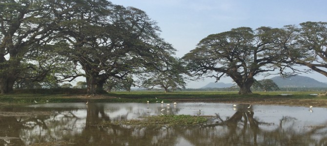 Tissa Lake, Sri Lanka ~ Nature connectedness.