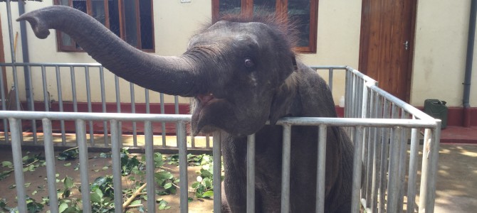 I made a promise to an elephant in Sri Lanka!