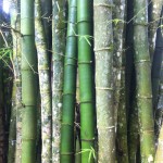 Rain forest, river and bamboo ~  Puerto Rico (Part 2)