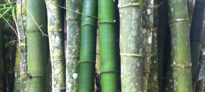Rain forest, river and bamboo ~  Puerto Rico (Part 2)