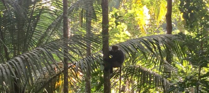 Back to our Jungle Nest ~Delawella, Sri Lanka