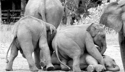 A tale of pachyderm love ~ Sri Lanka