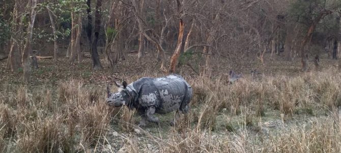 The impressive prehistoric one-horned rhino of India