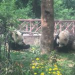 Panda bears and long noodles ~ Chengdu, China