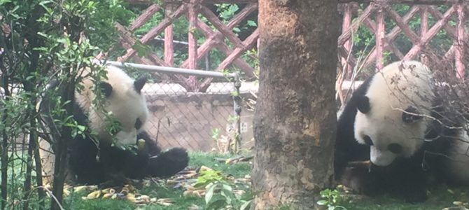 Panda bears and long noodles ~ Chengdu, China