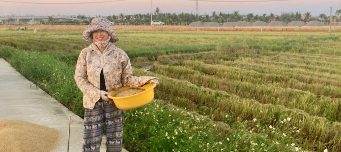 Rice harvest season