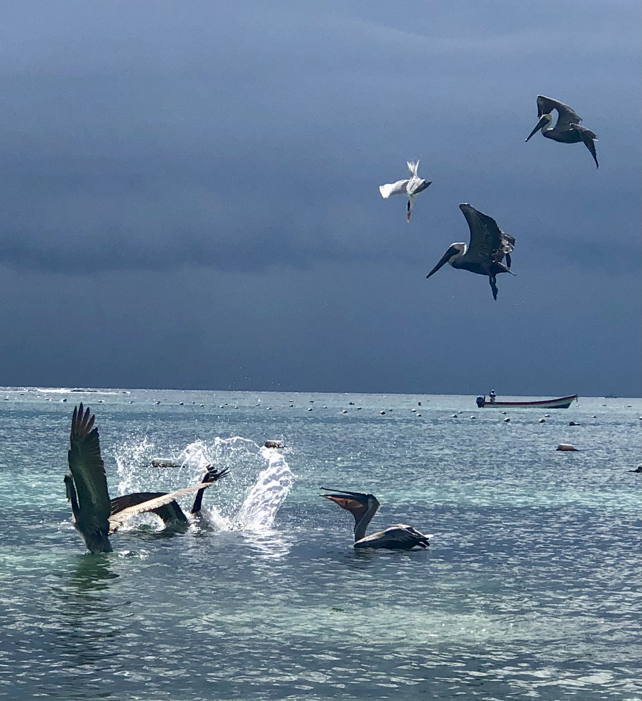 Swimming with pelicans in Akumal, Yucatan