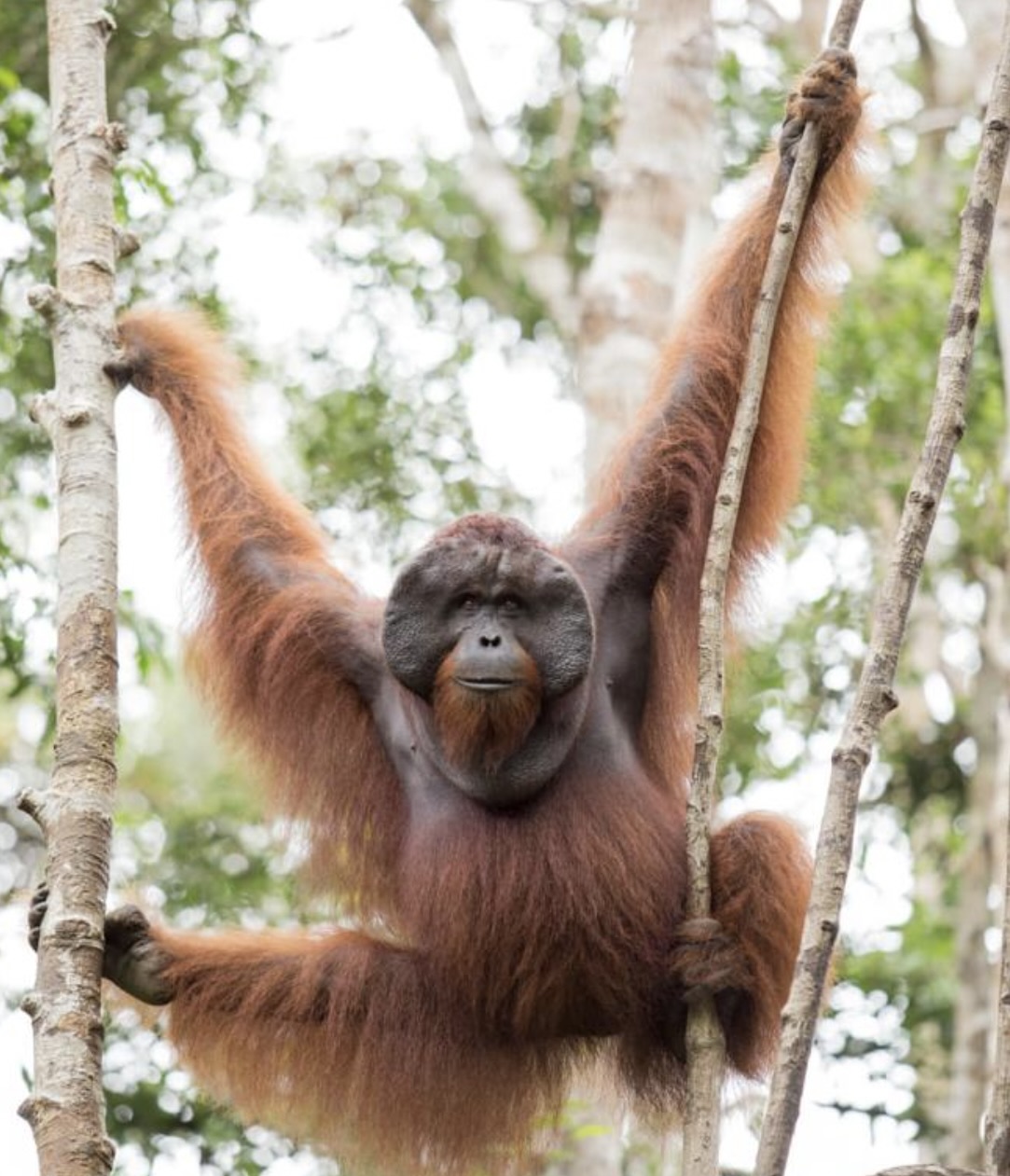 Borneo, At Long Last!